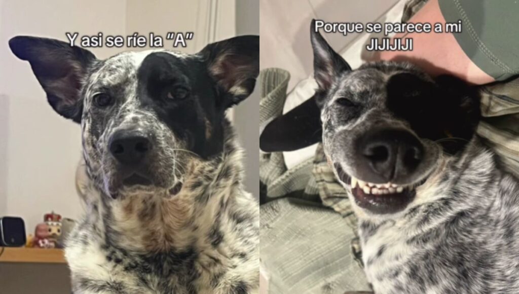 El divertido trend de TikTok con una canción infantil y mascotas