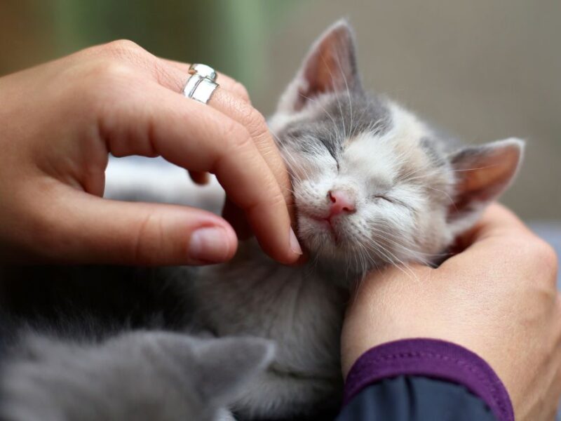 Las mejores canciones para dedicar a un michi el Día del Gato