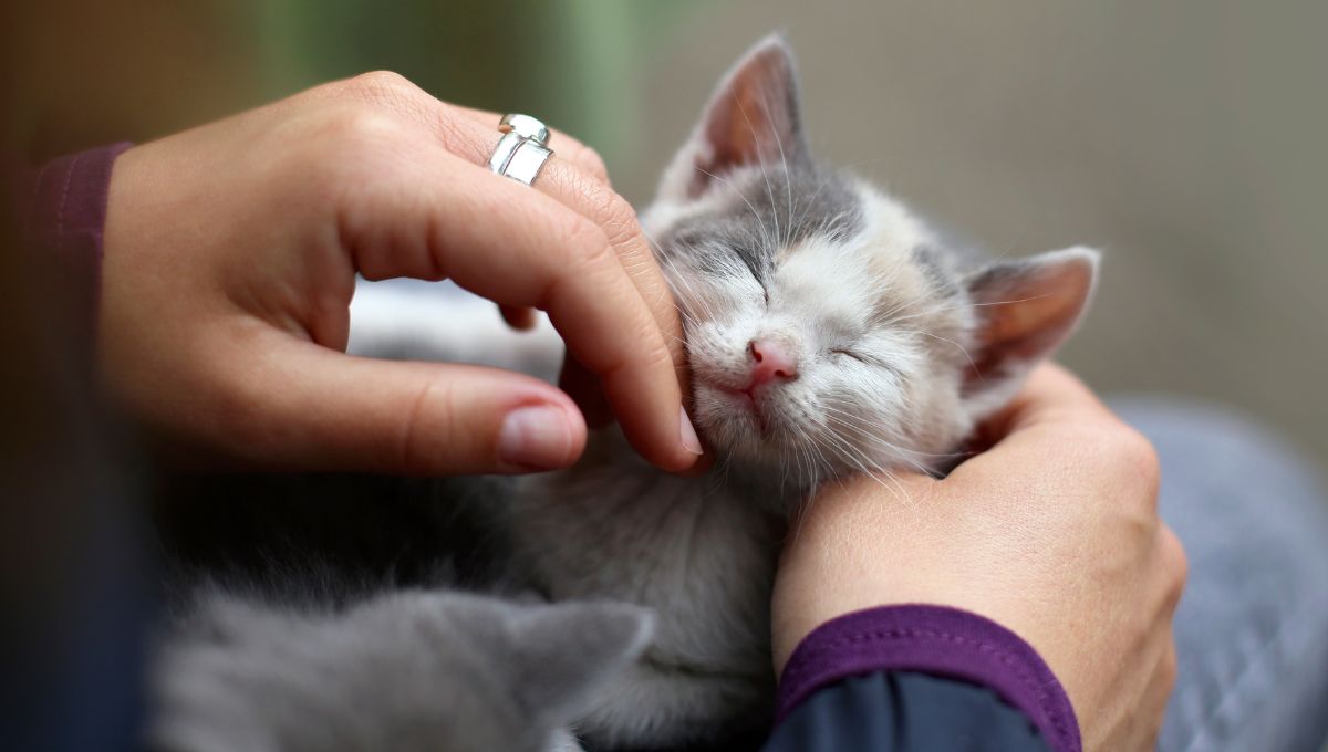 Las mejores canciones para dedicar a un michi el Día del Gato