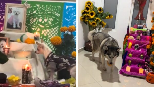 Quién canta la canción de El muerto al pozo y el vivo al gozo